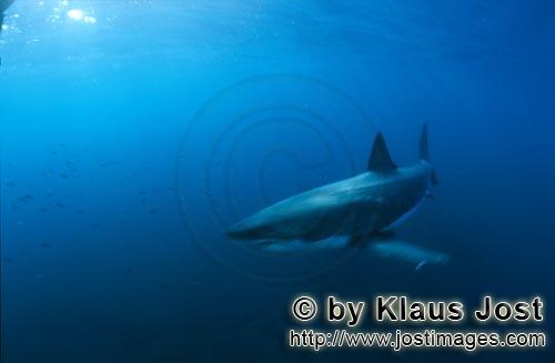Great White shark/Carcharodon carcharias        White shark with school of fish        A great wh