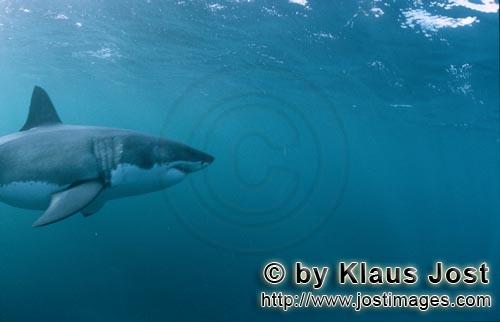 Weißer Hai/Great White shark/Carcharodon carcharias        Großer Weißer Hai: Erfolgsmodell der Evol