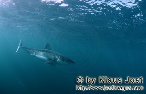 Weißer Hai/Great White shark/Carcharodon carcharias        Great White Shark - Lord of the Sea  