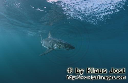 Weißer Hai/Great White shark/Carcharodon carcharias        Young Great White shark (Carcharodon car