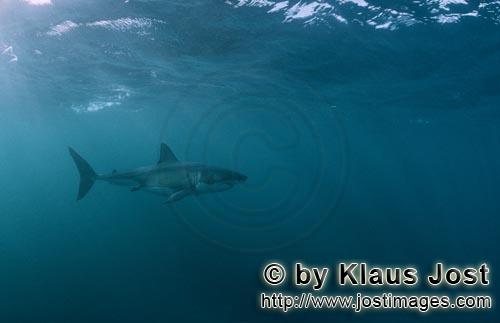 Weißer Hai/Great White shark/Carcharodon carcharias        Mysterious: the Great White Shark      