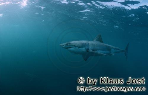 Weißer Hai/Great White shark/Carcharodon carcharias        Imposanter Großer Weißer Hai in robben