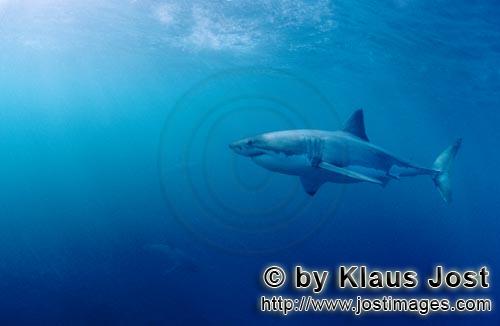 Weißer Hai/Great White shark/Carcharodon carcharias        Imposanter Großer Weißer Hai sieht zwe