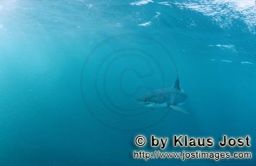 Weißer Hai/Great White shark/Carcharodon carcharias         Great White Shark passing carefully