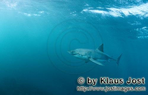 Weißer Hai/Great White shark/Carcharodon carcharias        Great White shark (Carcharodon carcharia