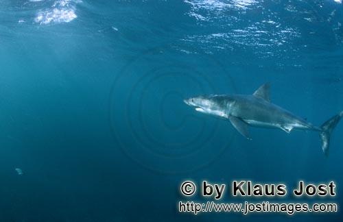 Great White shark/Carcharodon carcharias        Great White Shark in an area with many seals        