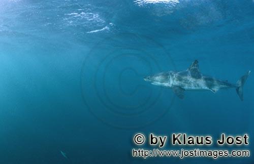 Weißer Hai/Great White shark/Carcharodon carcharias        Great White shark a beautiful animal