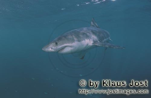 Weißer Hai/Great White shark/Carcharodon carcharias        Great White shark - a powerful fish  