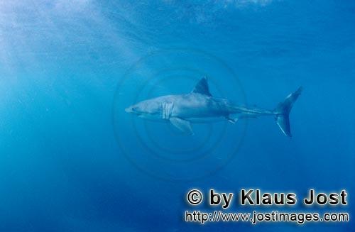Great White shark/Carcharodon carcharias        Top Hunter of the oceans: great white shark        
