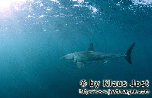 Great White shark/Carcharodon carcharias        A great white shark looking for fur seals        A <