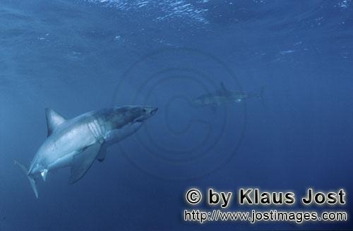 Weißer Hai/Great White shark/Carcharodon carcharias        Great White Shark discovering a Great Wh