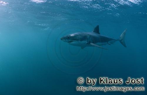 Weißer Hai/Great White shark/Carcharodon carcharias        The great white shark is a GlobeTrotter 