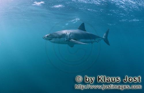 Weißer Hai/Great White shark/Carcharodon carcharias        Great White Shark looking for fat prey</