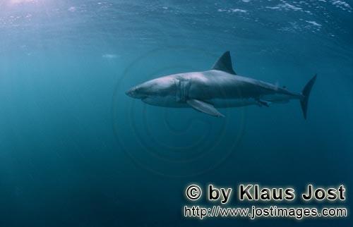 Weißer Hai/Great White shark/Carcharodon carcharias        Great White shark -a real Cosmopolite</b