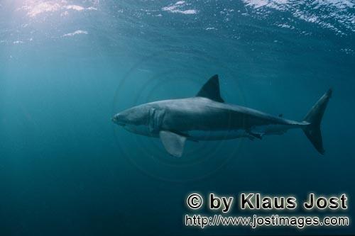 Great White shark/Carcharodon carcharias        Magnificent predator Great White Shark        A g
