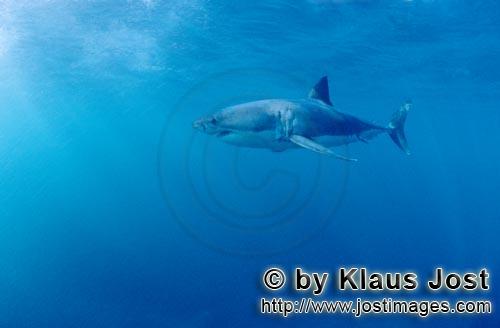 Great White shark/Carcharodon carcharias        Largest Predator Great White Shark        A great