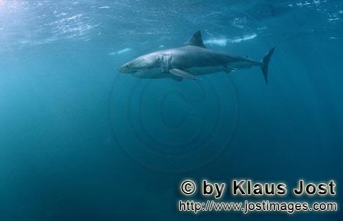 Great White shark/Carcharodon carcharias        Great white shark is looking for a seal        A 
