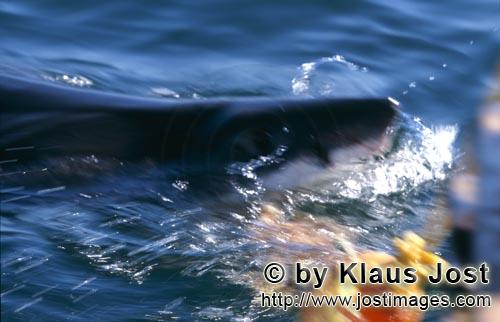 Weißer Hai/Great White shark/Carcharodon carcharias        Great White Shark                    