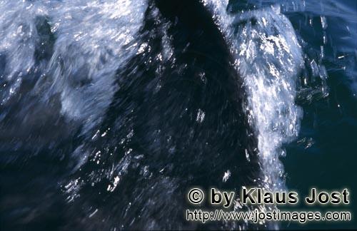 Weißer Hai/Great White shark/Carcharodon carcharias        Dorsal fin of a Great White Shark (Carch