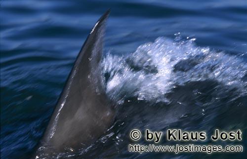 Weißer Hai/Great White shark/Carcharodon carcharias        Dorsal fin of the Great White Shark, cuttin