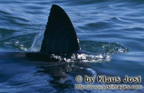 Weißer Hai/Great White shark/Carcharodon carcharias        Unique Identification: white shark dorsa