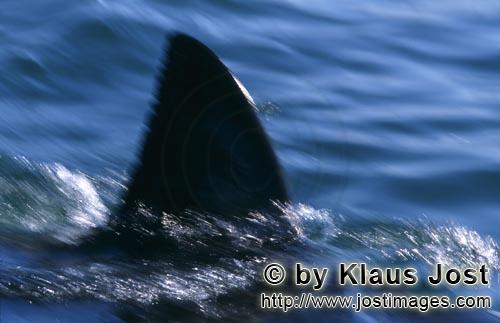 Weißer Hai/Great White shark/Carcharodon carcharias        Dorsal fin Great White Shark - sleek and