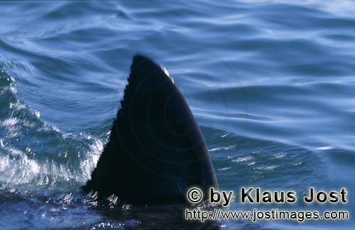 Weißer Hai/Great White shark/Carcharodon carcharias        Each dorsal fin of a white shark is uniq