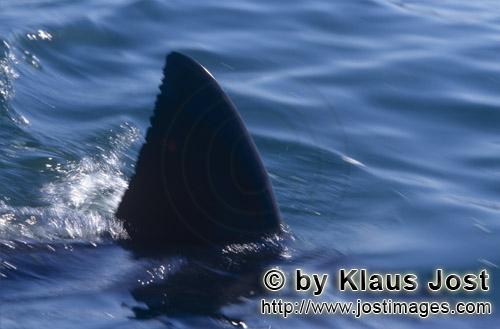 Weißer Hai/Great White shark/Carcharodon carcharias        Dorsal fin Great White Shark near Seal I