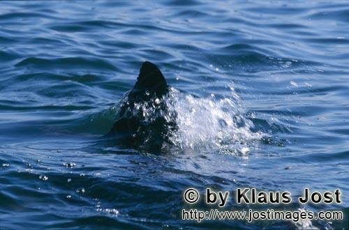 Weißer Hai/Great White shark/Carcharodon carcharias        Great White Shark dorsal fin        Shor