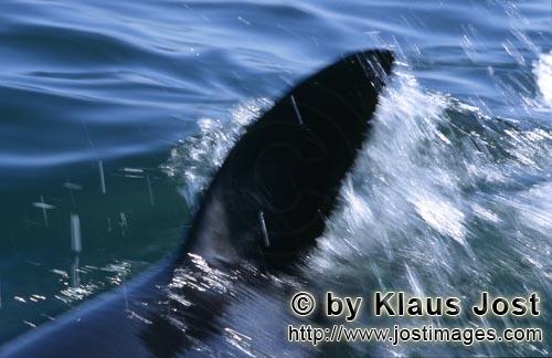 Weißer Hai/Great White shark/Carcharodon carcharias        White shark dorsal fin cutting through t
