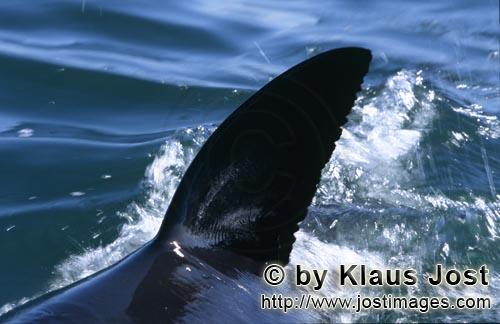 Weißer Hai/Great White shark/Carcharodon carcharias        Dorsal fin of the Great White Shark, cut