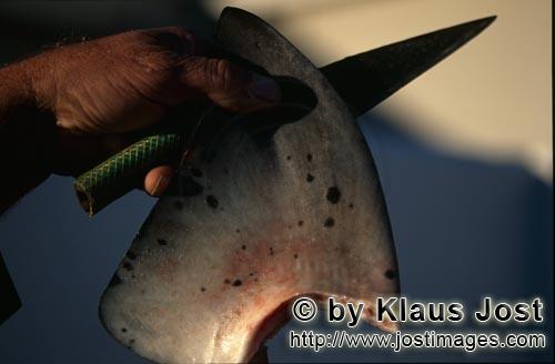 Shark Finning/Hai Finning        Shark Finning        Cutting the fins off from the body of t