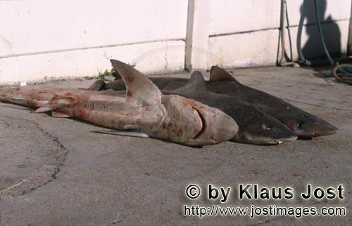 Shark Finning/Hai Finning        Shark Finning    Cutting the fins off from the body of the