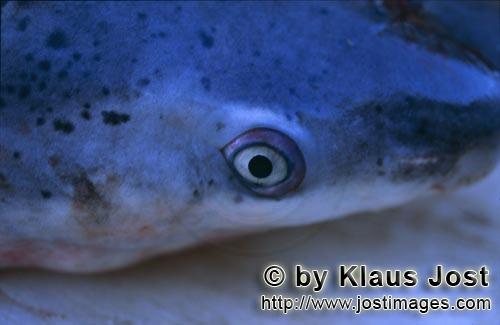 Spotted Sevengill Shark/Breitnasen-Siebenkiemerhai/Notorynchus cepedianus            Spotted Sevengill