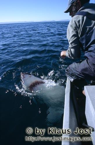 Weißer Hai/Great White Shark/Carcharodon carcharias        Eye contact between Great White Shark an