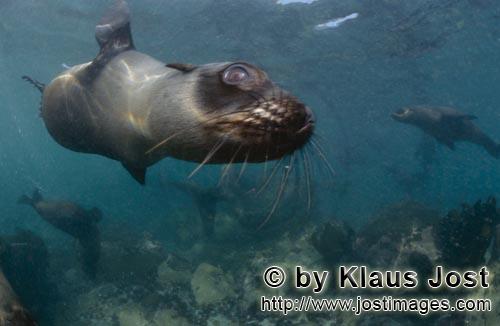 South African fur seal/Arctocephalus pusillus        Tame South African Fur Seal        On the rocky