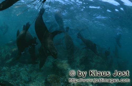 Suedafrikanische Pelzrobbe/South African fur seal/Arctocephalus pusillus        South African Fur Seals