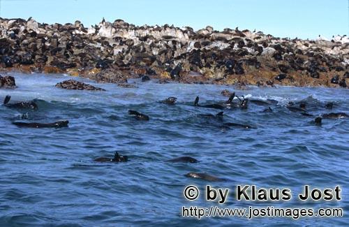 Suedafrikanische Pelzrobbe/South African fur seal/Arctocephalus pusillus        Gyser Rock-Island fu