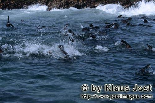 Suedafrikanische Pelzrobbe/South African fur seal/Arctocephalus pusillus        Seals in the surf</b