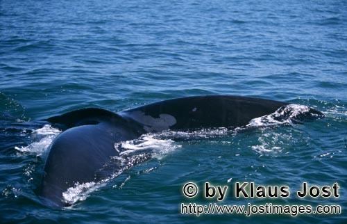 Southern Right Whale/Eubalaena australis        Fluke of southern right whale just above water    