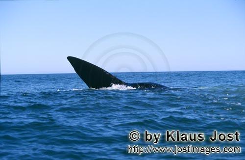 Southern Right Whale/Suedlicher Glattwal/Suedkaper   Eubalaena australis      Teil der 