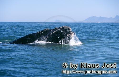Southern Right Whale/Eubalaena australis         Southern right whale raises his head above water</b