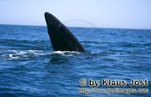 Teil der imposanten Schwanzflosse des Suedlichen Glattwals   Southern Right Whale     