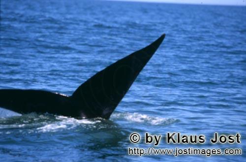 Southern Right Whale/Suedlicher Glattwal/Suedkaper   Eubalaena australis      Schwanzfl
