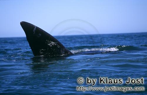 Southern Right Whale/Suedlicher Glattwal/Suedkaper/Eubalaena australis      Fin of Southern Right Whal