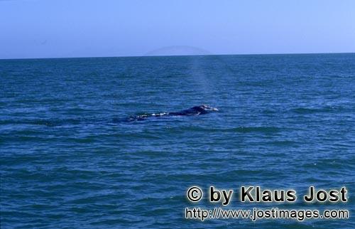 Suedlicher Glattwal schwimmt an der Wasseroberflaeche   Southern Right Whale       Zur 