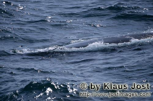 Suedlicher Glattwal unterwegs an der Meeresoberflaeche   Southern Right Whale       Zur
