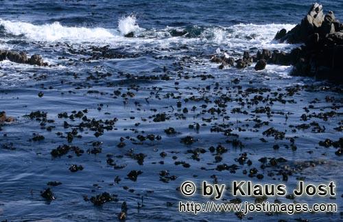 Kelpguertel vor Dyer Island    