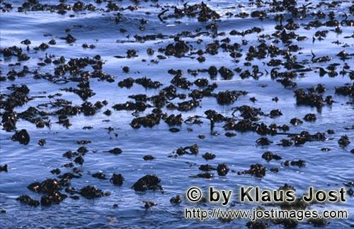 Kelplandschaft vor Dyer Island        