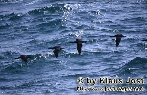 Kuestenscharbe/Bank Cormorant/Phalacrocorax neglectus    Kuestenscharben fliegen dicht ueber dem Meer